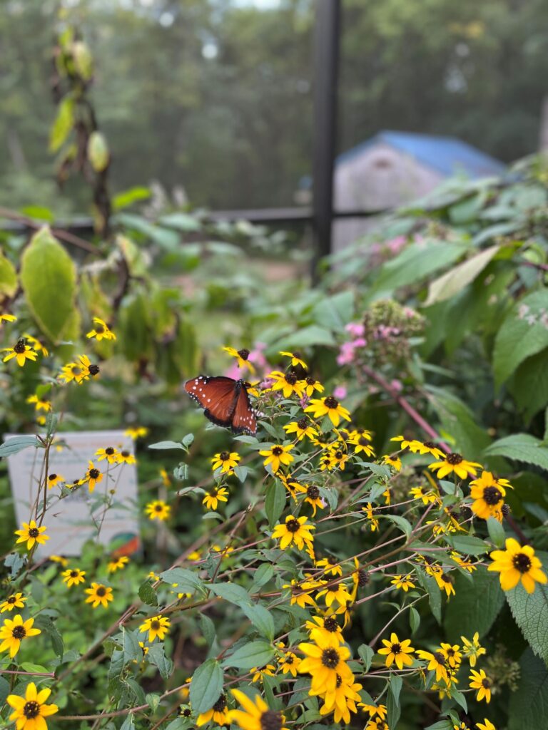 butterfly house